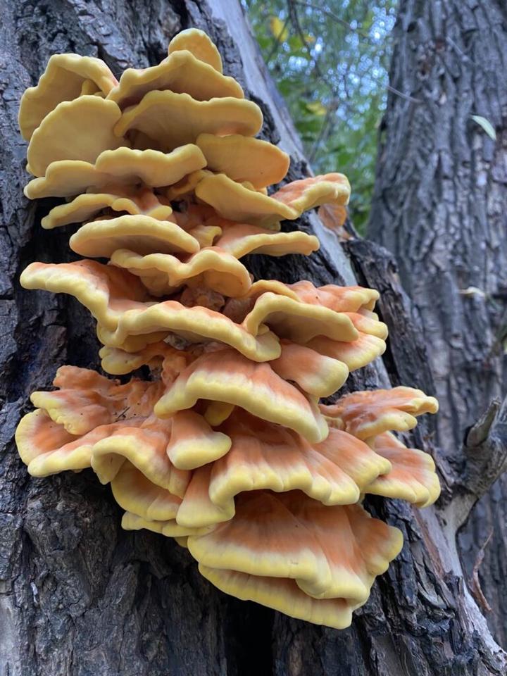 Tradycja kulinarna z zolciakiem siarkowym