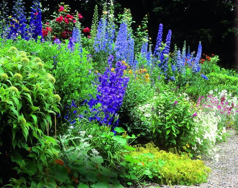 Uprawa ostróżek ogrodowych