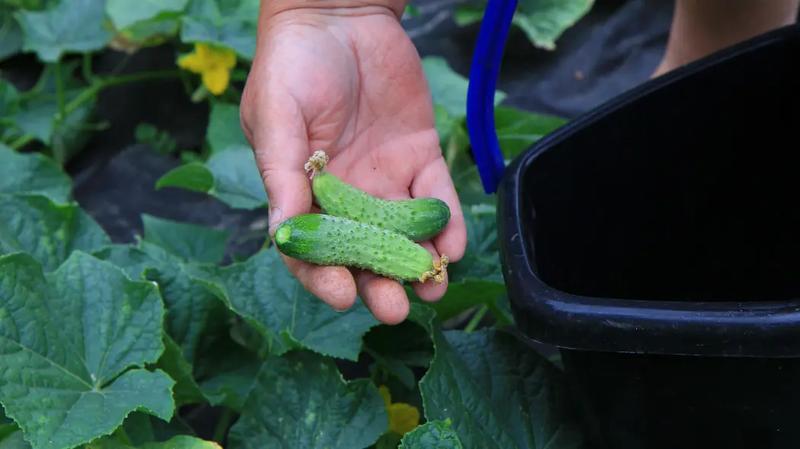 Warunki atmosferyczne a rozwój ogórków