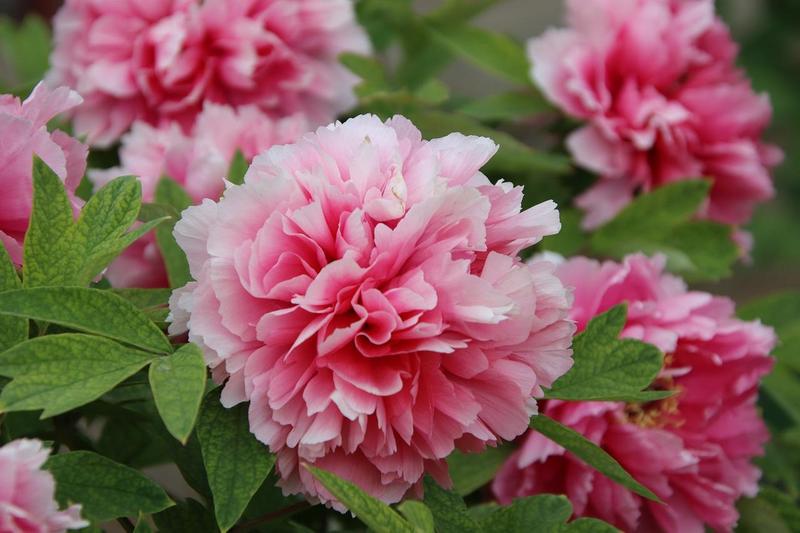 Warunki glebowe dla piwonii