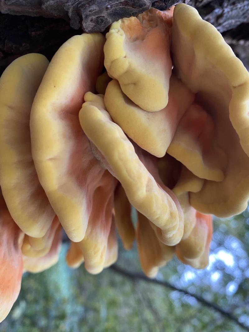 Zalety zdrowotne zolciaka siarkowego