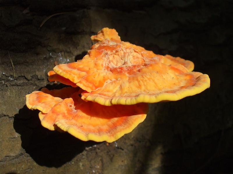 Zolciak siarkowy siedliska