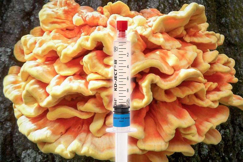 Gdzie znaleźć zolciaka siarkowego i jak przygotować z niego pyszną potrawę?