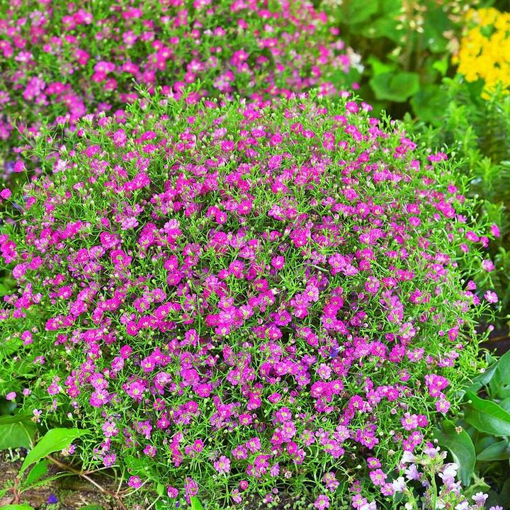 Gipsówka wiechowata – jak sadzić, pielęgnować i spełnić jej wymagania uprawowe?