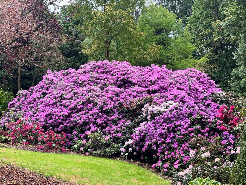 Jak uratować rododendrony, gdy ich liście żółkną, zwijają się lub schną?