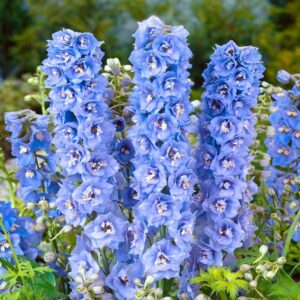 Ostróżki ogrodowe – jak je sadzić, uprawiać i pielęgnować z sukcesem?