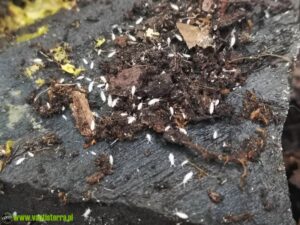 Skoczogonki – Jak Rozpoznać Te Szkodniki i Skutecznie Się Ich Pozbyć?