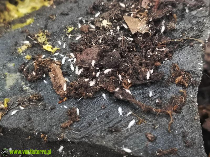 Skoczogonki – Jak Rozpoznać Te Szkodniki i Skutecznie Się Ich Pozbyć?