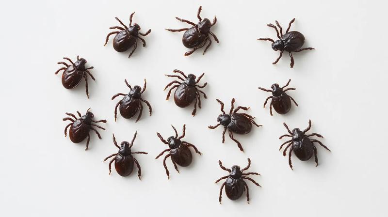 Skuteczne metody na kleszcze – co może je odstraszyć w twoim domu?