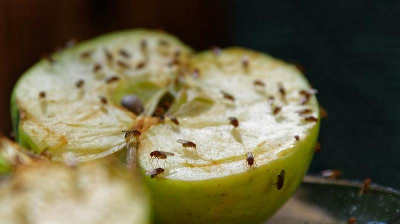 Skuteczne metody na muszki owocówki: 10 domowych sposobów, które zadziałają