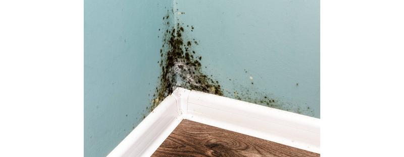 Skuteczne metody na usunięcie grzyba ze ściany – poradnik krok po kroku