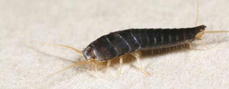 Skuteczne sposoby na walkę z rybikami w łazience – 10 sprawdzonych metod