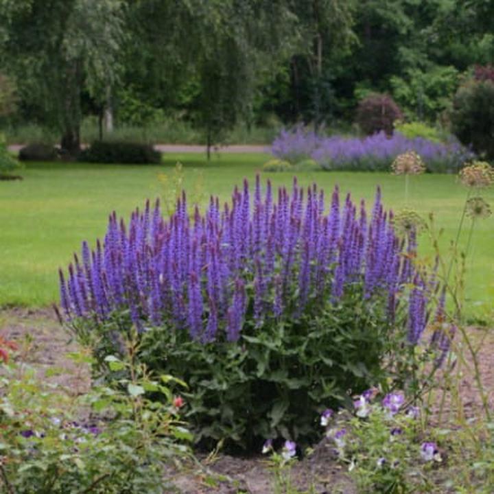 Szalwia omszona – jak sadzić, uprawiać i dbać o tę niezwykłą roślinę?