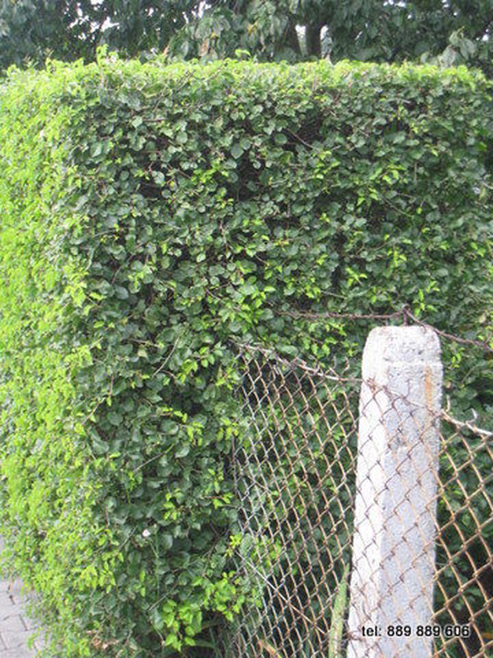 Korzyści z uprawy wiśni antypki