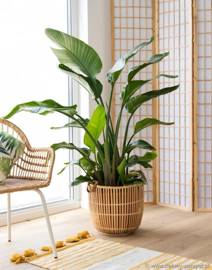 Nawożenie strelicji