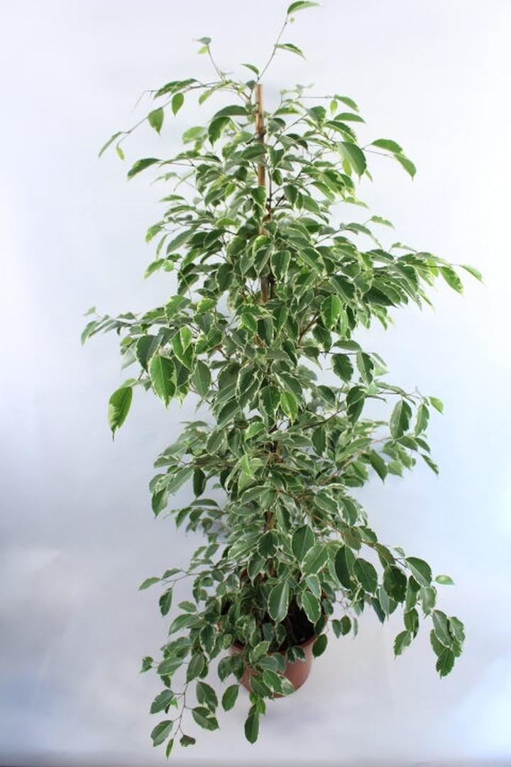 Pielęgnacja fikusa benjamina