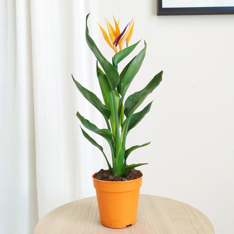 Pielęgnacja strelicji