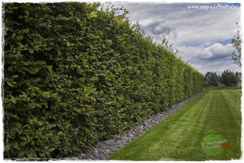 Pielęgnacja żywopłotu grabowego
