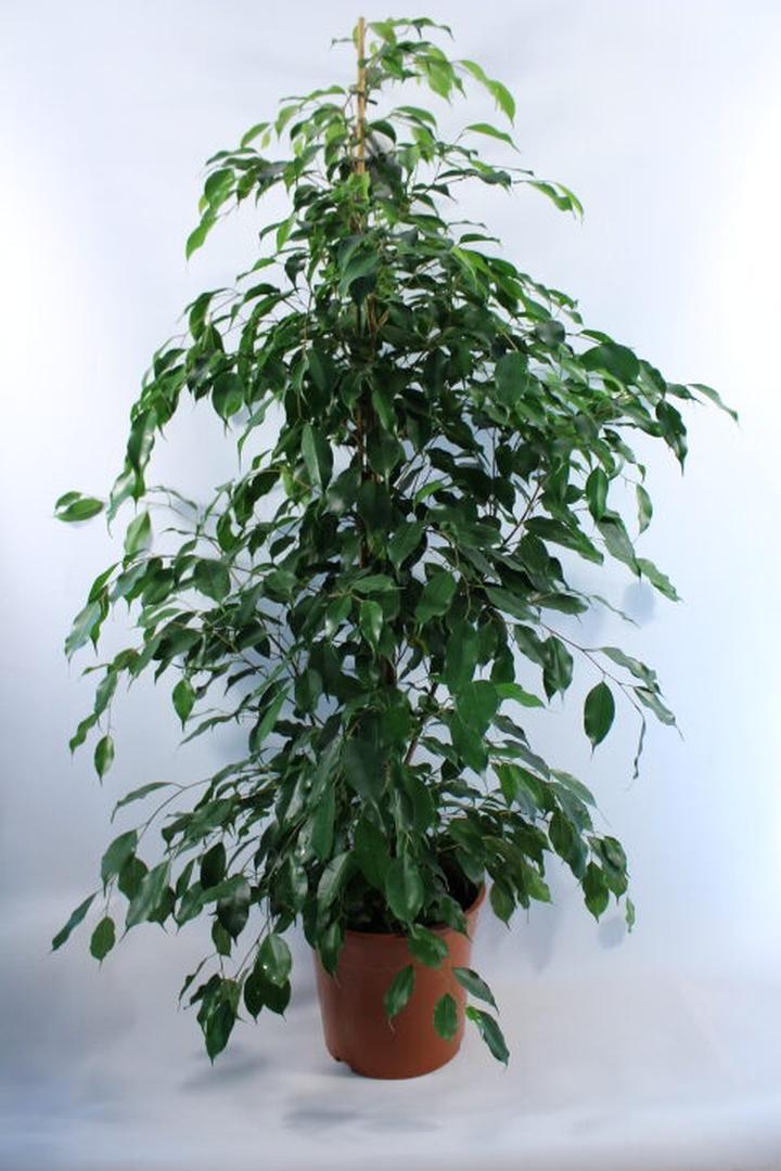 Podlewanie i nawożenie fikusa benjamina