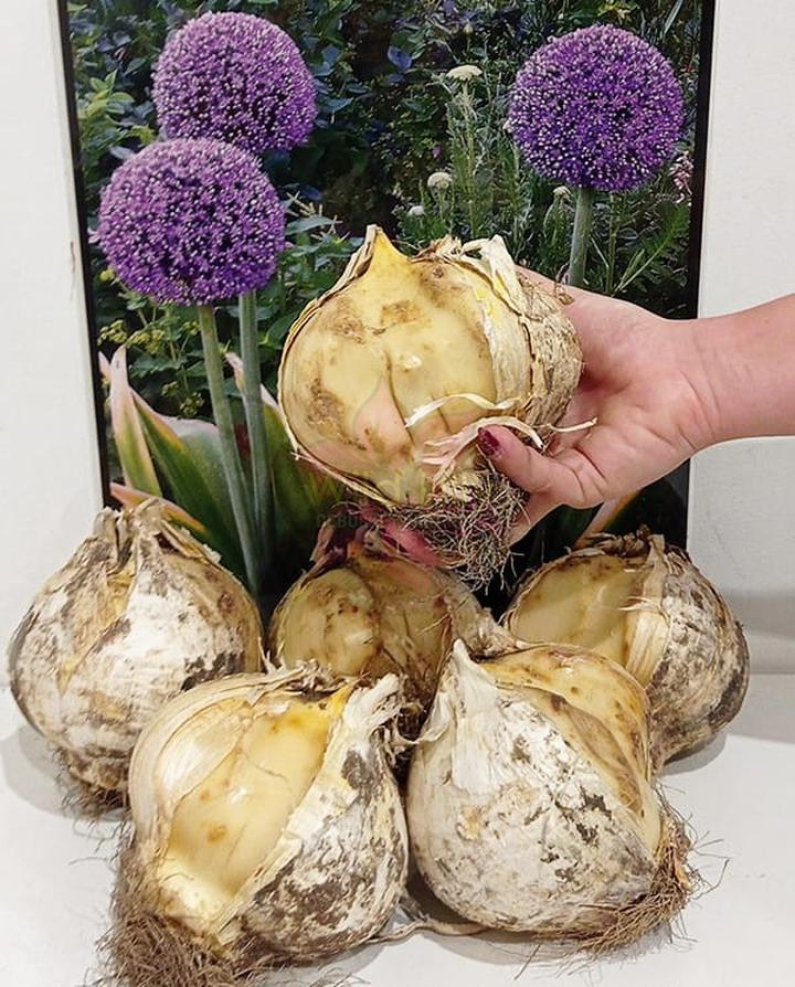 Przygotowanie oprysku roślinnego