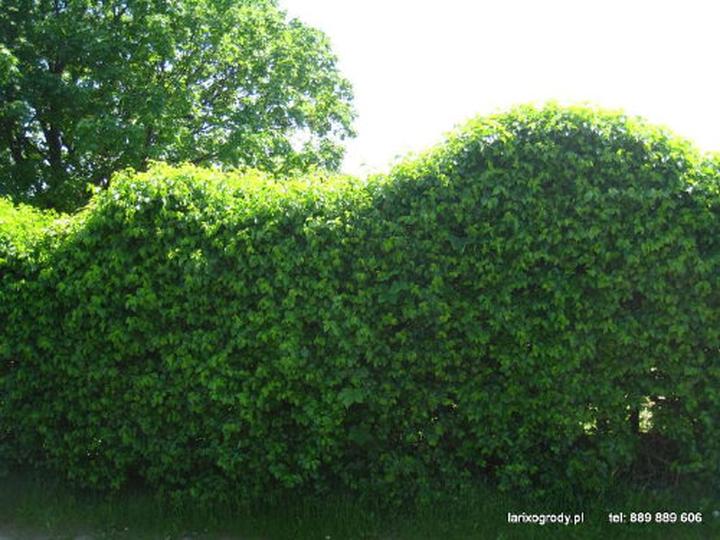 Sadzenie i pielęgnacja wiśni antypki