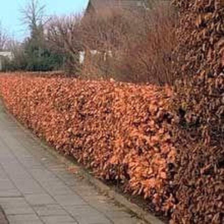 Techniki cięcia i formowania grabu