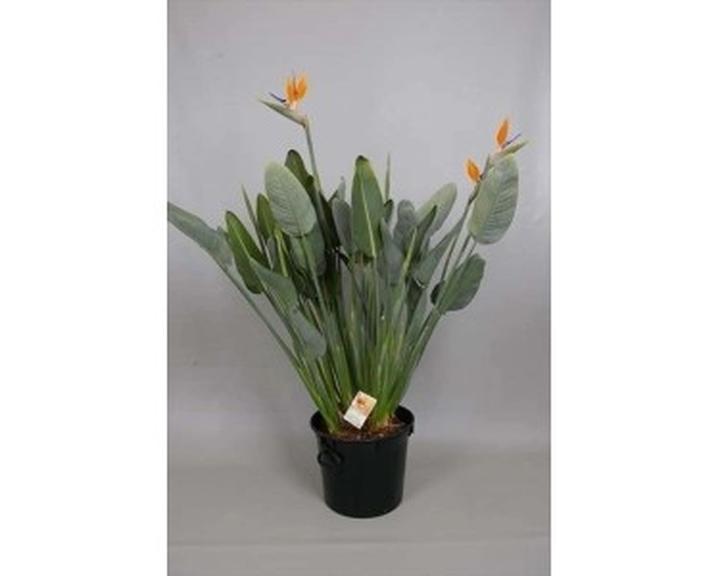 Uprawa roślin doniczkowych