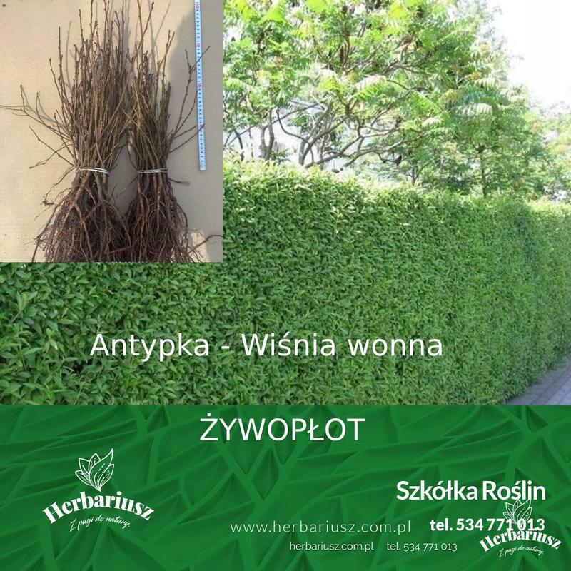 Wiśnia antypka na żywopłot