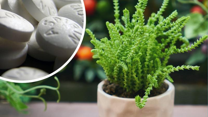 Aspiryna dla roślin – jak skutecznie stosować ją do oprysków?