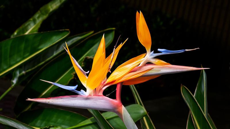 Jak zadbać o strelicje w doniczce, aby pięknie rosły – praktyczne porady dotyczące pielęgnacji i uprawy