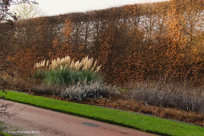 Sekrety pielęgnacji i cięcia żywopłotu grabowego – jak stworzyć zjawiskową zieloną ścianę?