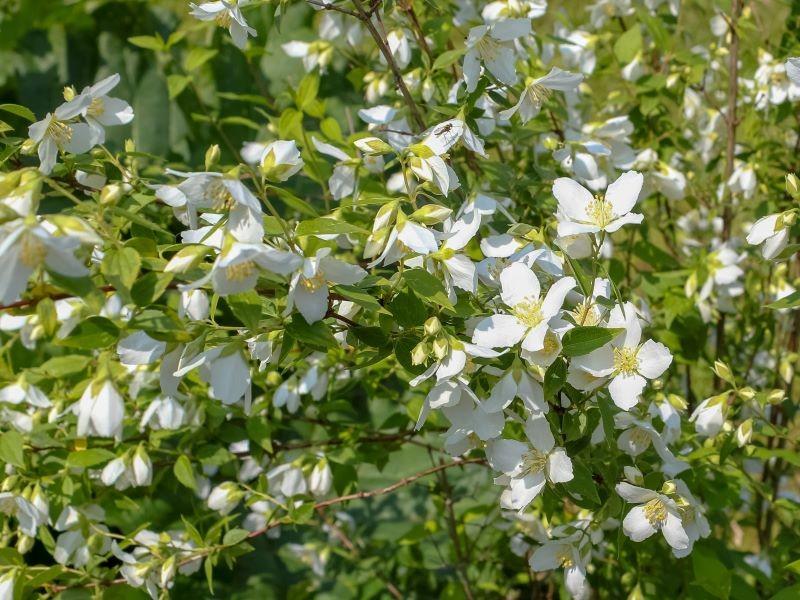 Nawożenie i podlewanie jaśminowca