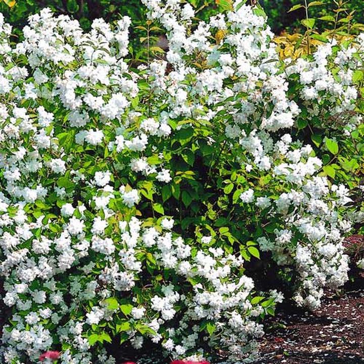 Pielęgnacja jaśminowca