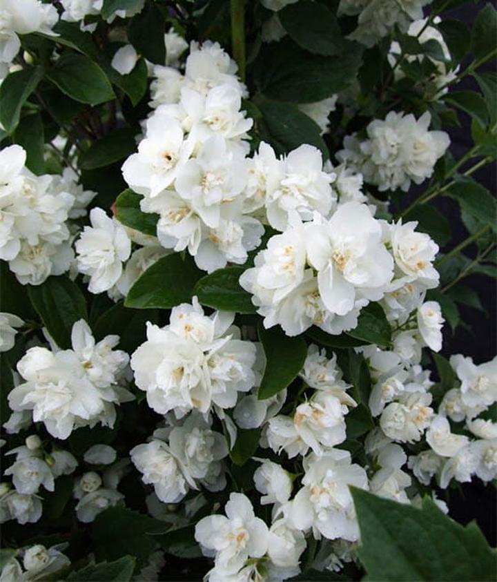 Zimowa ochrona jaśminowca