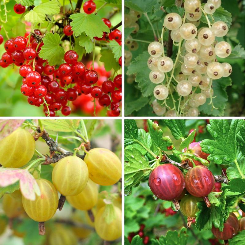 Kulinarne wykorzystanie owoców