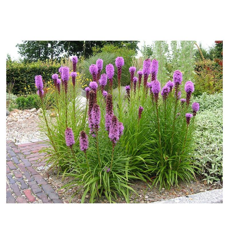 Pielęgnacja i nawożenie liatry klosowej