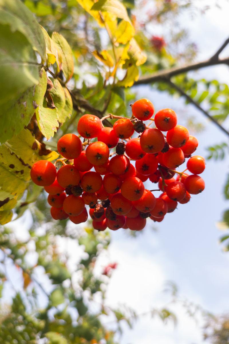 Pielęgnacja jarzębiny