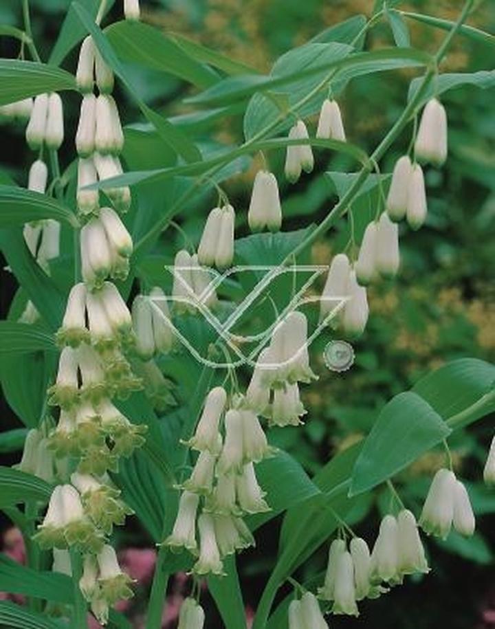 Pielęgnacja kokoryczki