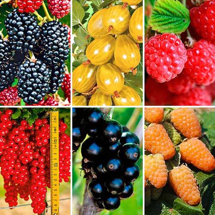 Pielęgnacja krzewów owocowych