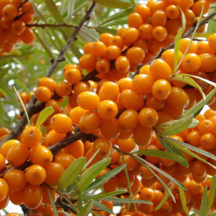 Rzadkie krzewy owocowe