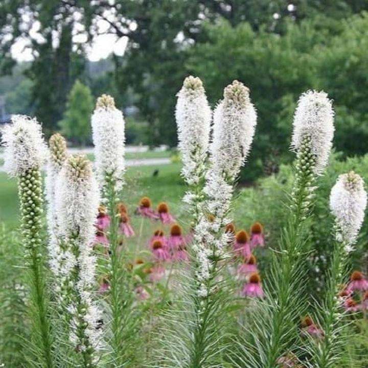 Sadzenie liatry klosowej