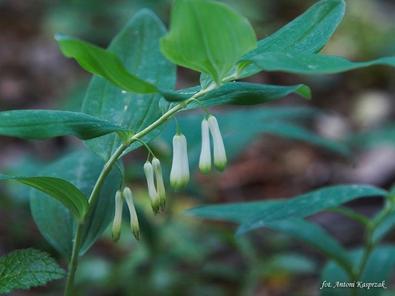 Stanowisko i gleba dla kokoryczki