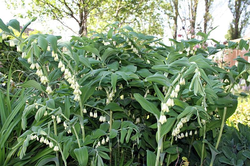 Szkodniki i choroby kokoryczki