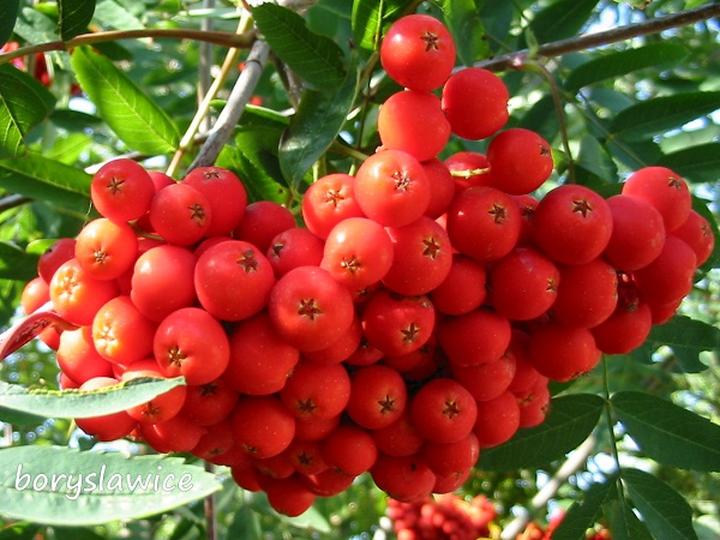 Uprawa jarzębiny w ogrodzie