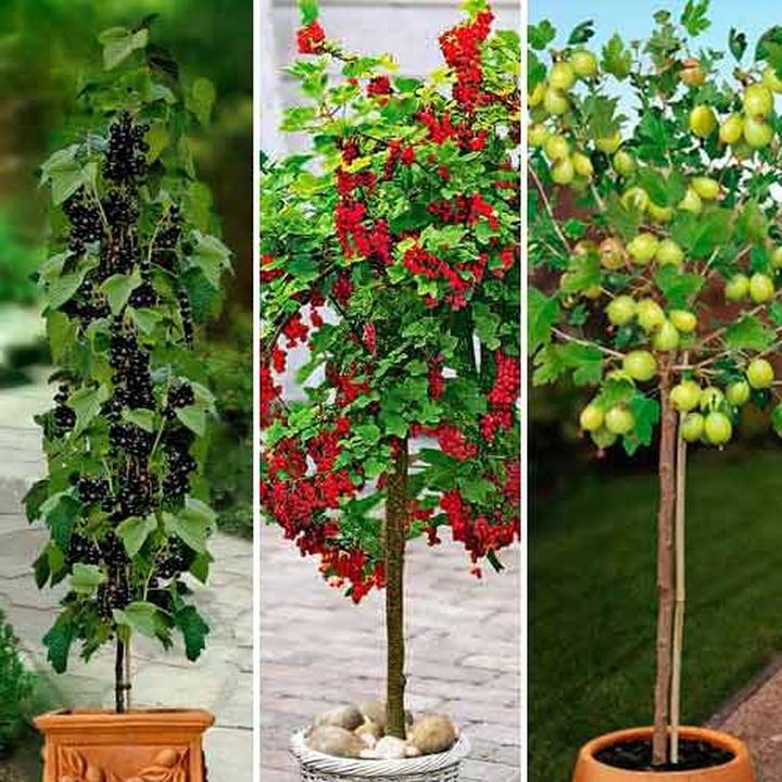 Uprawa mało znanych krzewów