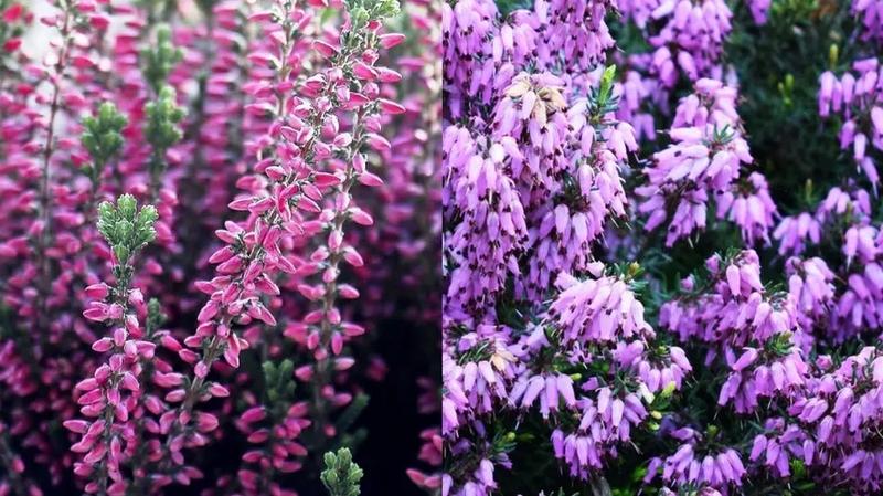 Uprawa wrzosów i wrzośców