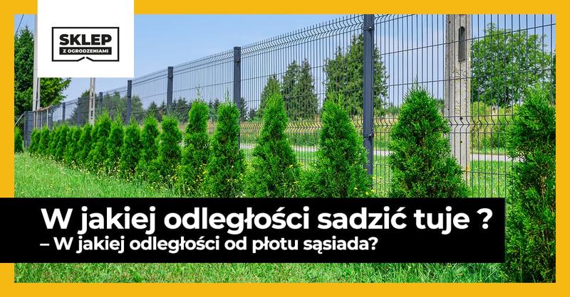 Czy w tujach kryją się kleszcze? Sprawdzamy, co warto wiedzieć