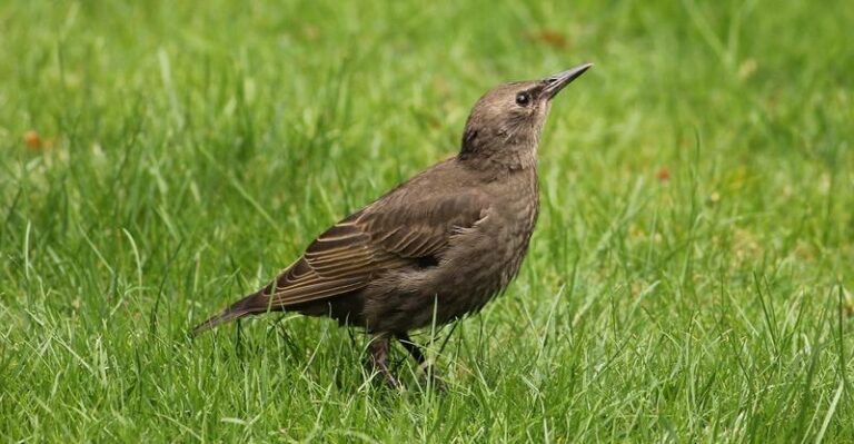 Dlaczego szpaki są nieproszonymi gośćmi w ogrodach? Zobacz, co jedzą i jak wpływają na uprawy.