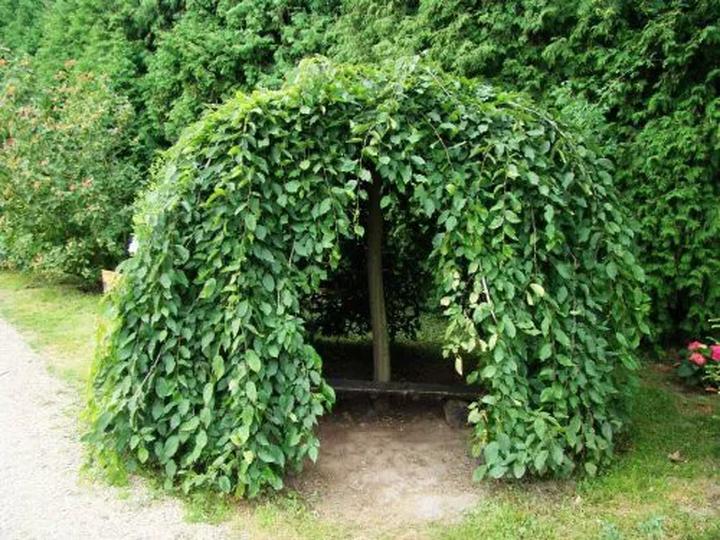 Jak dbać o drzewo parasol, aby stało się idealną ozdobą Twojego ogrodu?