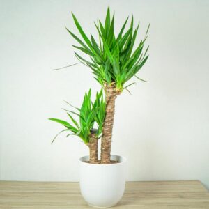 Kiedy i jak przesadzać juke? Praktyczny poradnik dla każdego ogrodnika